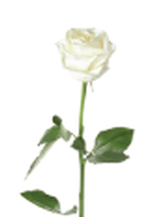 Pilar Virginia Hitson Obituary