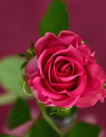 Ardith Coursey Obituary