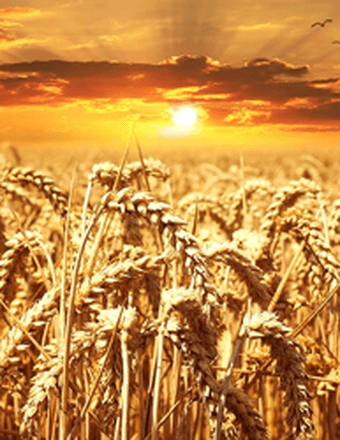 Jozef Sydorowicz Obituary