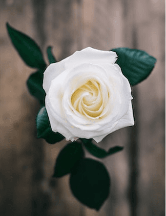 Dana Brown Obituary
