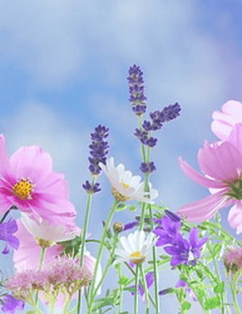 Lessie Ferrell Obituary