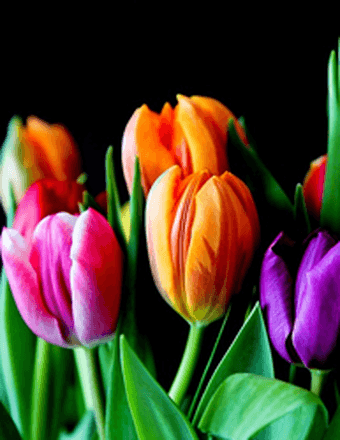 Laurie Collier Obituary