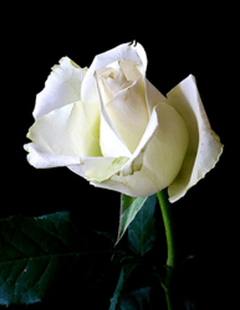 Beverly Banister Obituary