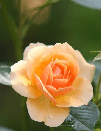 Cruz H. Bustamonte Obituary